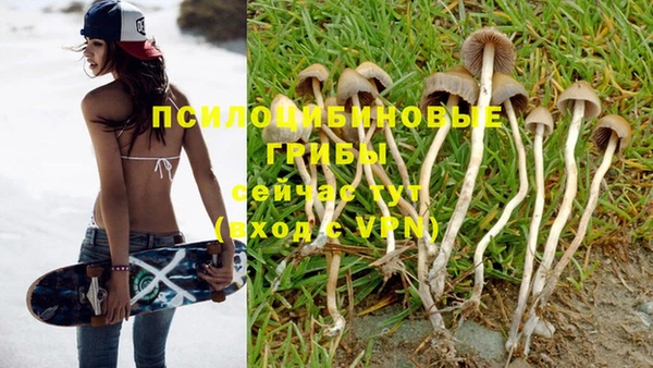 шишки Новозыбков